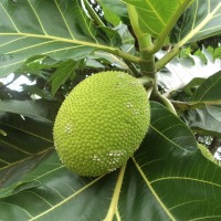 Artocarpus altilis (Parkinson) Fosberg